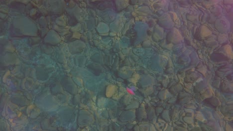 echar un vistazo a una impresionante medusa nadando suavemente a través de las aguas ultra claras