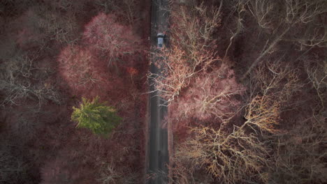 cinematic car aerial on empty road with top down view in moody forest