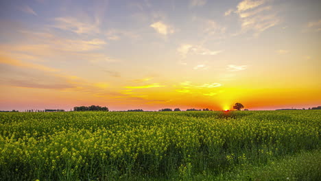 Toma-De-Timelapse-Del-Amanecer-Sobre-El-Campo-De-Flores-De-Mostaza-Amarilla-Durante-La-Mañana