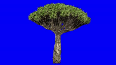 3D-Drachenbaum-Mit-Windeffekt-Auf-Blauem-Bildschirm,-3D-Animation