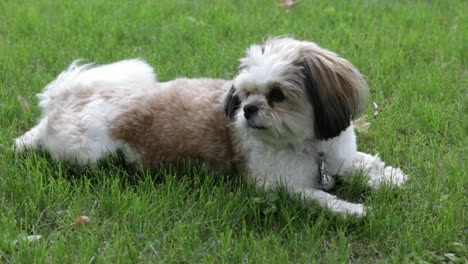 cute and fluffy little shih tzu dog relaxing outdoors while sitting on the grass on a lazy warm summer day.
