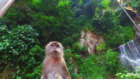 scimmia nelle grotte di batu, kuala lumpur, malesia