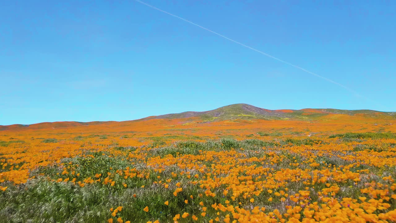 황금 양귀비 꽃밭 위를 날다