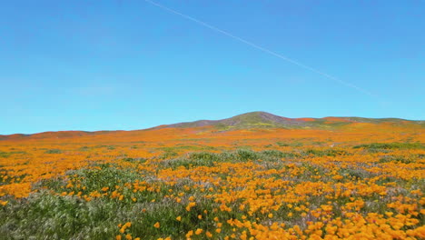 flying over fields of golden poppie flowers