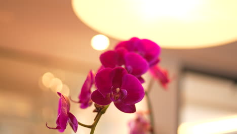 las flores rojas de cerca difuminan el fondo