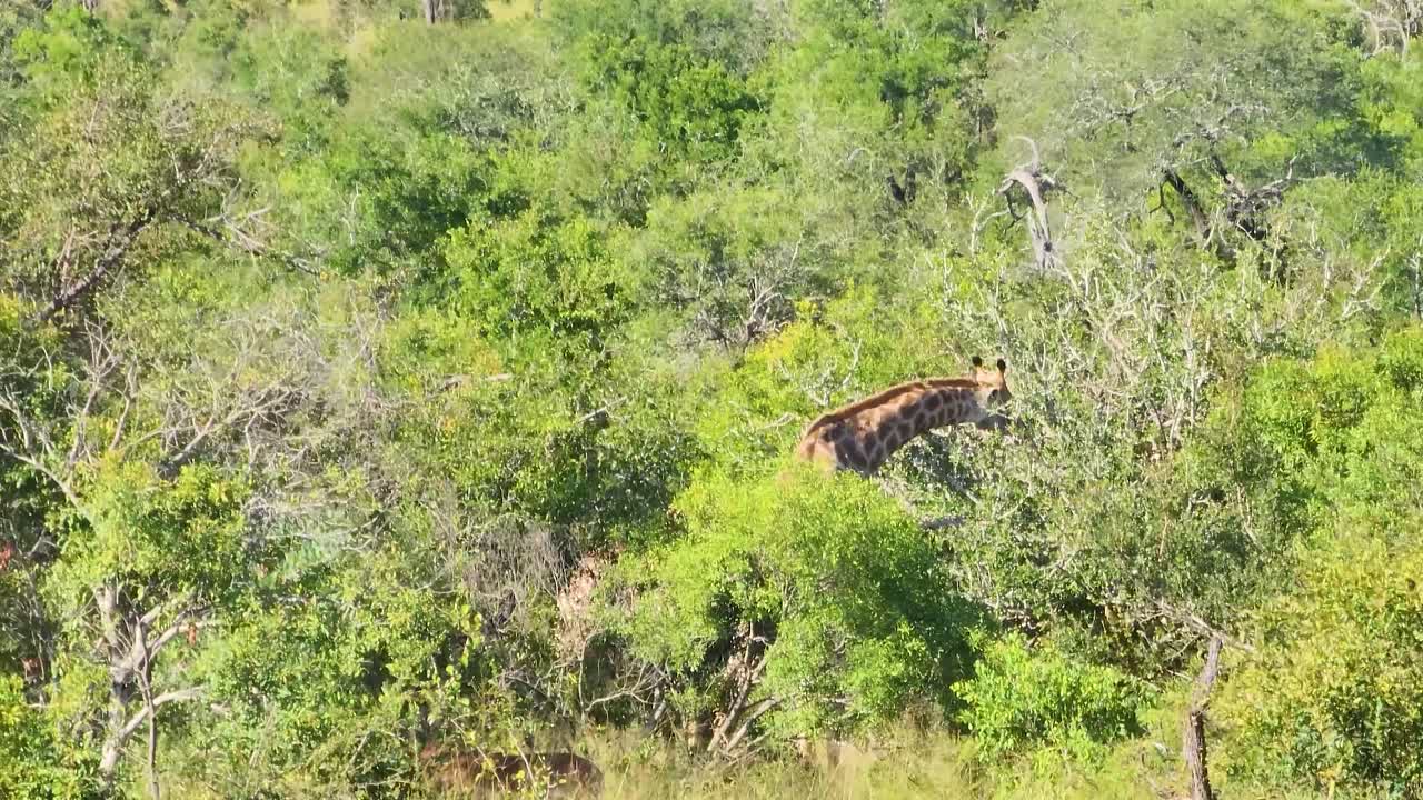 jirafa sudafricana comiendo vegetación. aerial, panorámica izquierda