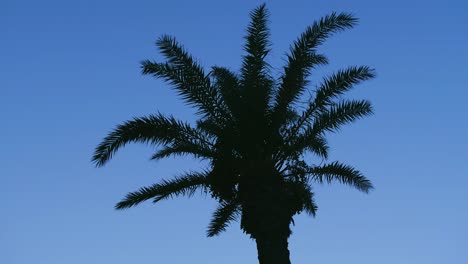 Abstract-blue-Background-Palm-Silhouette