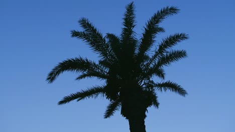 abstract blue background palm silhouette