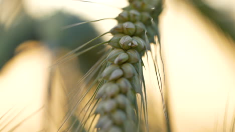 el primer plano del grano de trigo emmer revela una convincente combinación de texturas naturales