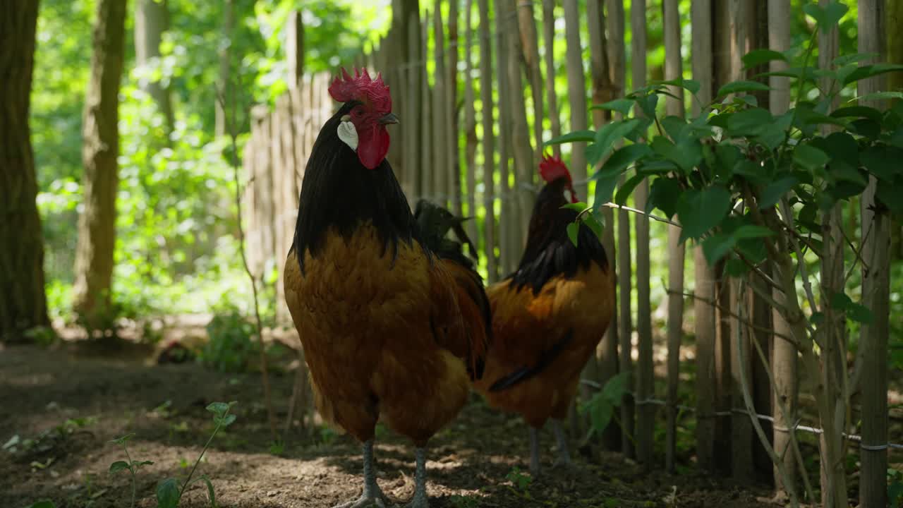 gallos gritando en un bosque cerca de gallos domesticados