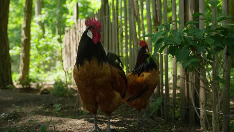 Gallos-Gritando-En-Un-Bosque-Cerca-De-Gallos-Domesticados