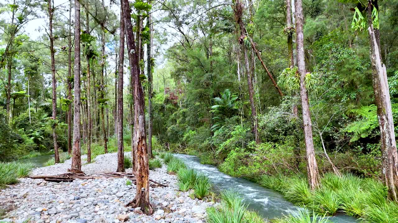 Camera glides along clear creek in lush Australian forest, revealing tall trees and greenery