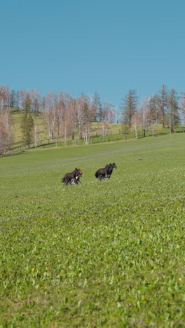 free horses with little colts herd run fast along fresh field with growing grass on slope slow motion. mares with foals grazing in wilderness on autumn day