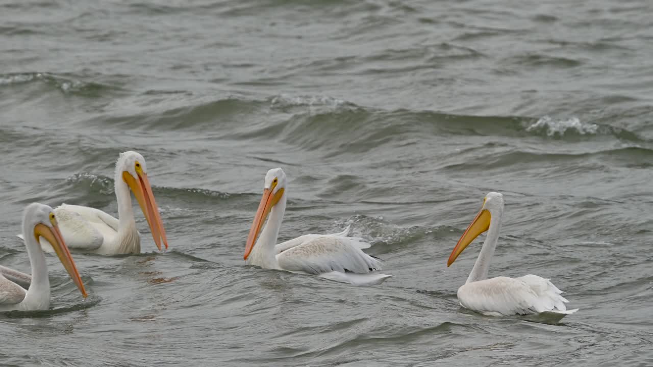 Cooney Bay Chronicles: American White Pelicans' Seasonal Arriva
