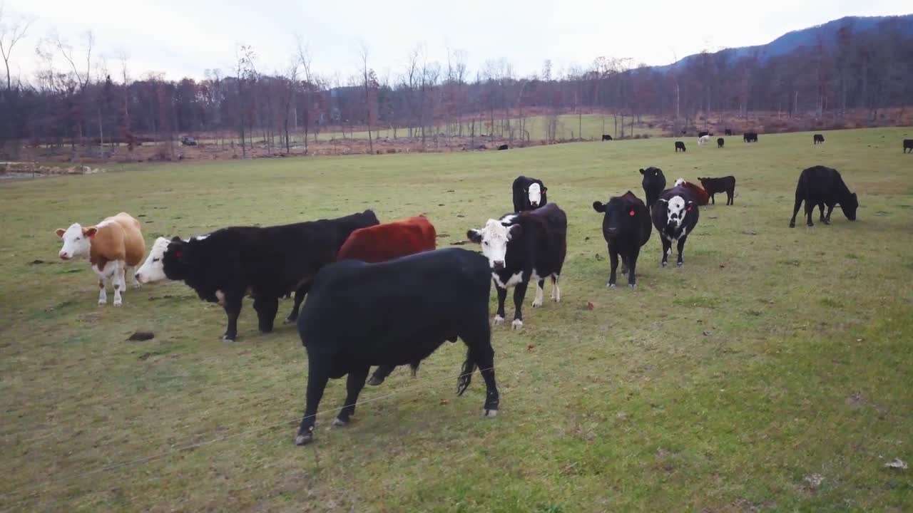 ⁇  에서 사육 하는 소 들