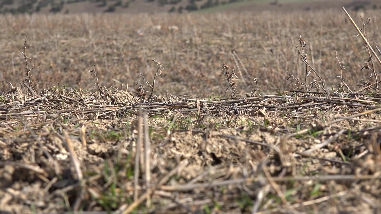 Vue en contre-plongée d'un champ agricole sec et moissonné
