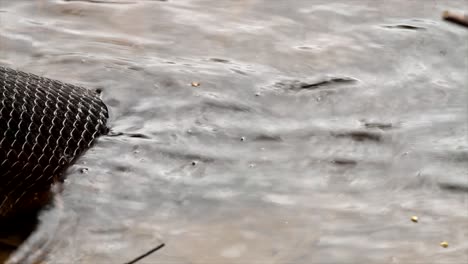 close up of massive green anaconda sliding into the water