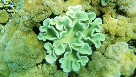 corales verdes alcyoniidae en los arrecifes de raja
