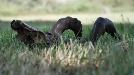 Rico-Color-Marrón-De-Cuernos-Y-Cráneo-De-Hartebeest-En-Hierba-Corta-De-África