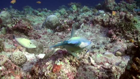 green and blue parrotfish swimming over tropical coral reef