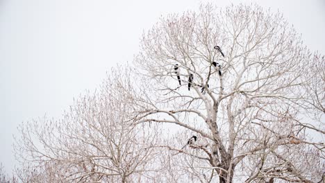 Black-Billed-Magpie-Flock-in-Tree-in-Boulder-Colorado,-Winter-Snow-Landscape