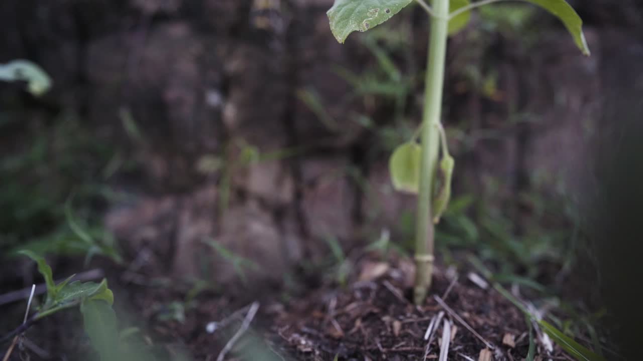 bajar en una planta de girasol joven, mostrando las hojas con agujeros de mordida, los tallos y cualquier otra cosa