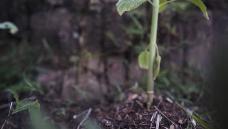 going down on a young sunflower plant, showing the leaves with bite holes, the stems and anything else