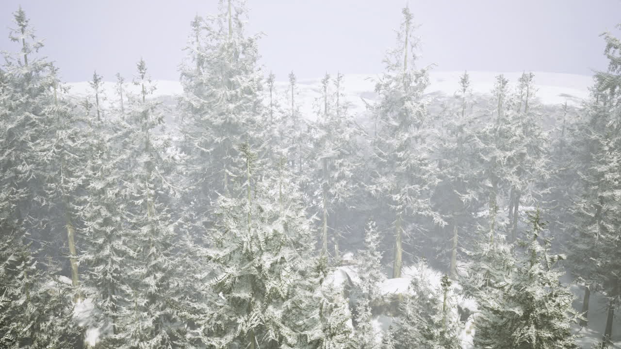 Winter wonderland with snow covered trees in a foggy forest landscape