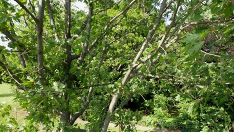 Flying-into-a-tree-from-a-bird's-eye-point-of-view