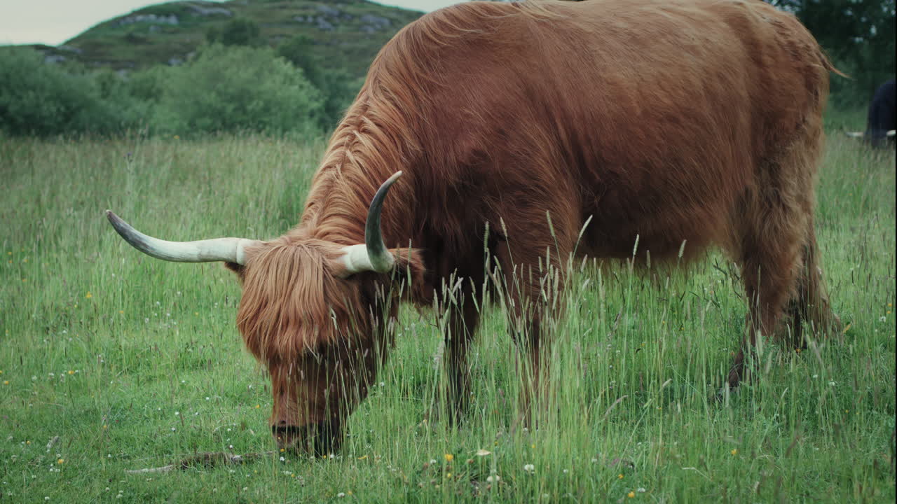 고지대 소 가 풀 에서 먹이 를 먹고 있다