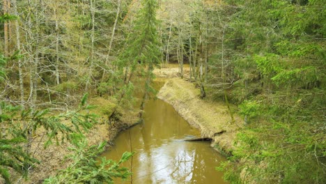 Establishing-shot-of-Riva-river-valley-in-sunny-spring-day,-thick-forest-of-tall-evergreen-trees,-untouched-remote-location,-wide-angle-handheld-shot-camera-tilt-up