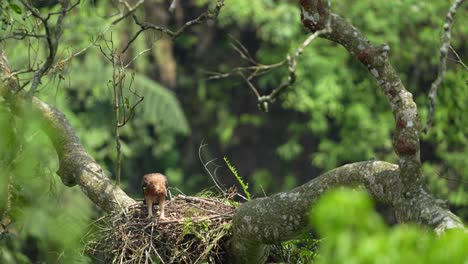 Un-Polluelo-De-águila-halcón-De-Java-Que-Está-Empezando-A-Crecer-Mira-Hacia-Abajo-Desde-Su-Nido-En-Un-árbol-Alto-Y-Luego-Comienza-A-Aprender-A-Saltar