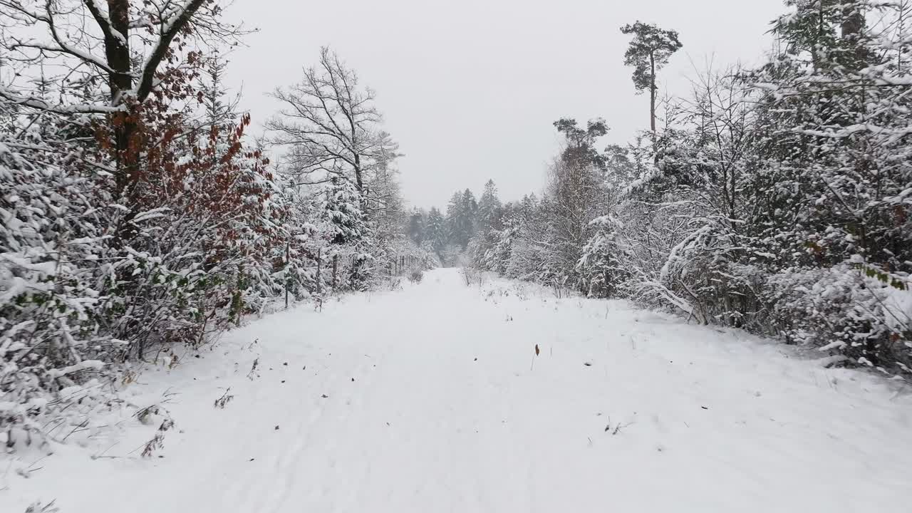 Aerial view of a snowy forest in northern germany