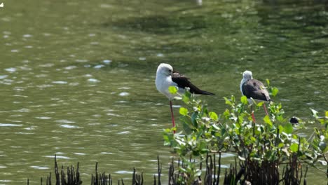 el de la izquierda gira la cabeza y comienza a arreglarse mientras que el otro de la derecha se ve desde su espalda, himantopus himantupus de alas negras, tailandia