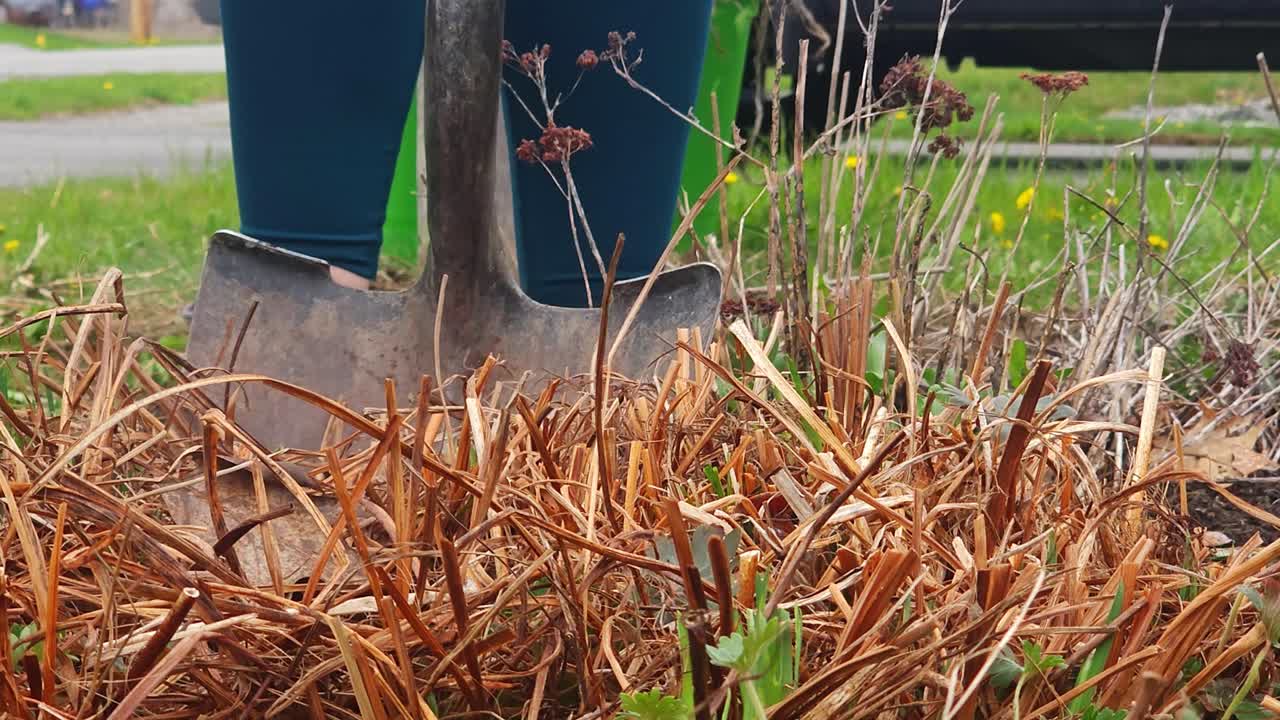 Sticking a shovel into the ground preparing to lift a plant
