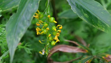 flores amarillas silvestres con bulbos que se mueven con un poco de viento en lo profundo del bosque en tailandia