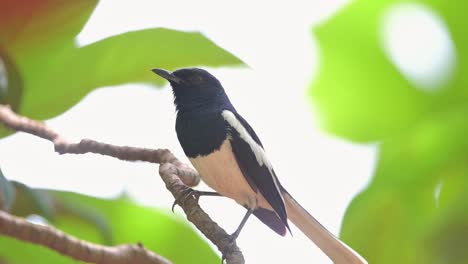 oriental magpie-robin singing in forest