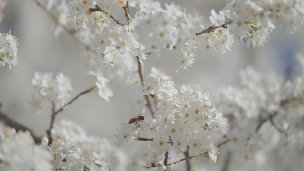 Bee on White Blossoms in Spring