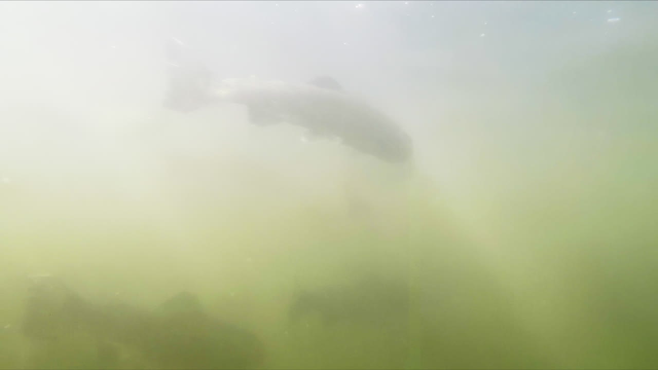 강 이나 호수 에서 물  에 있는 물고기