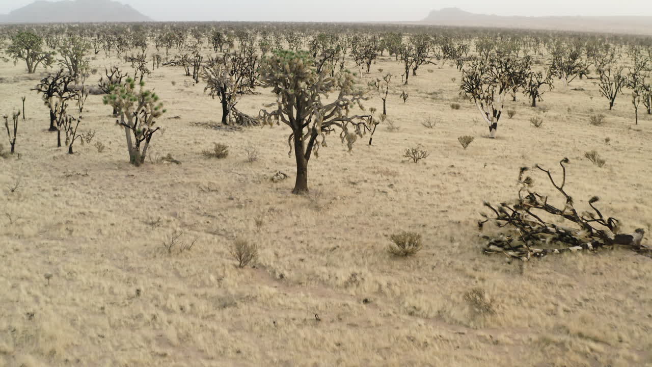 Expansive Joshua Tree Desert Landscape with Dry Terrain