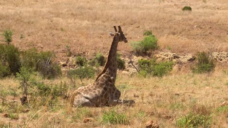 close up handheld shot of giraffe ruminating and resting on sunny day