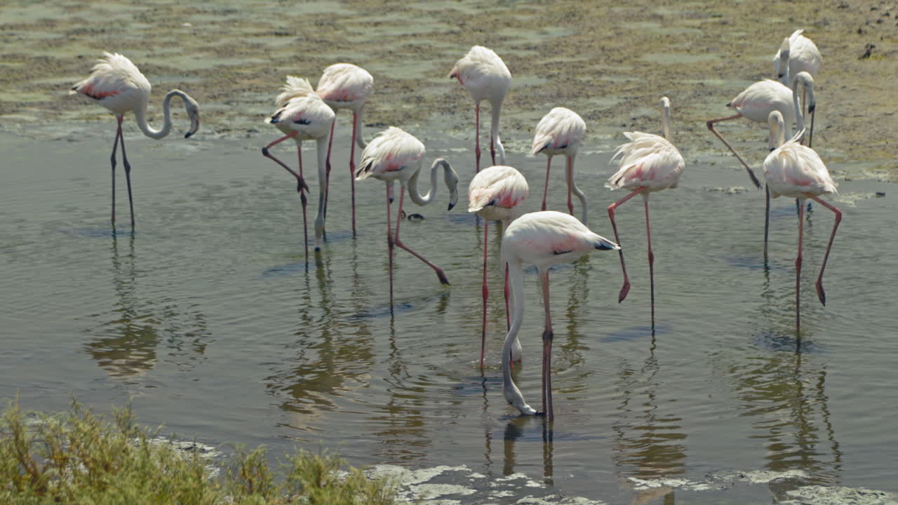 Flamingos in a Wetland