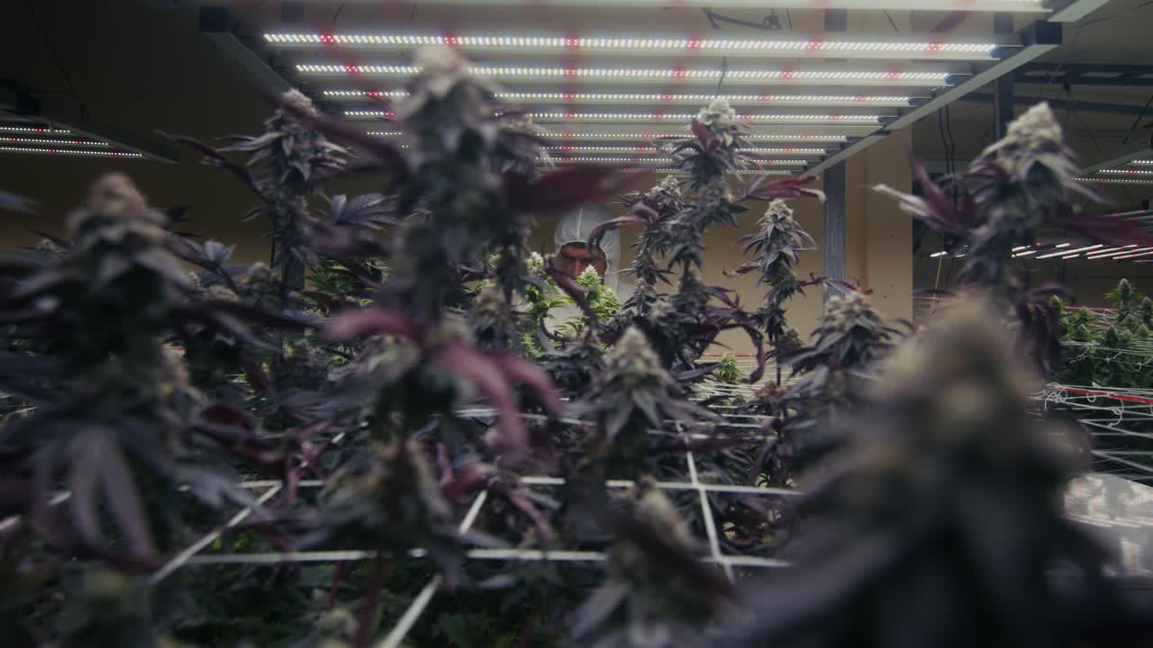 Cannabis Grow Operation