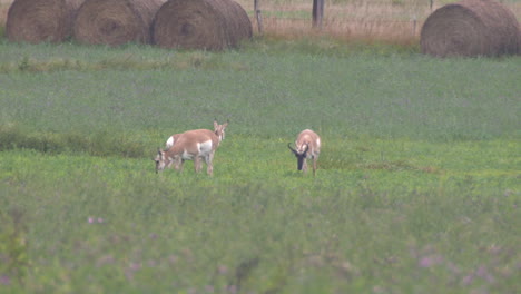 antelope in south dakota antelope in south dakota