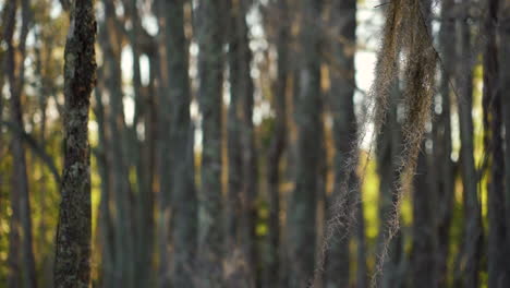 Spanish-moss-waves-quietly-in-the-wind-hanging-from-bald-cypress-trees,-coastal-wildlife-preserve-and-swamp-Lowcountry-of-South-Carolina,-Donnelly-Wildlife-Management-Area,-Green-Pond,-South-Carolina