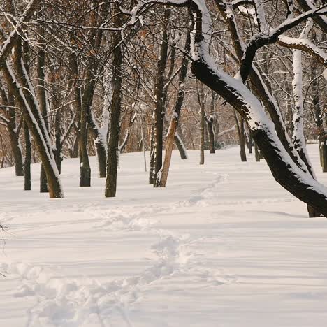 Statische-Aufnahme-Von-Schneebedeckten-Bäumen-Im-Park