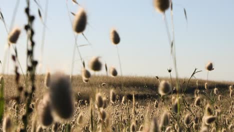 a field alive with light