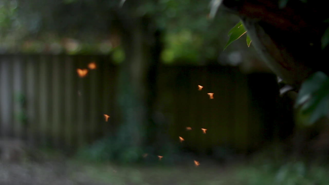숲을 배경으로 야외에서 날아다니는 파리와 곤충의 클로즈업 샷