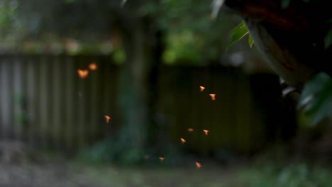 Nahaufnahme-Von-Fliegen-Und-Insekten,-Die-Draußen-Im-Licht-Mit-Wald-Im-Hintergrund-Fliegen