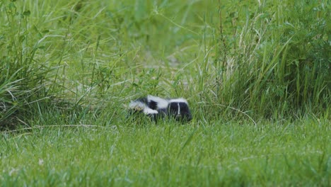 pair of baby skunks hiding in the grass